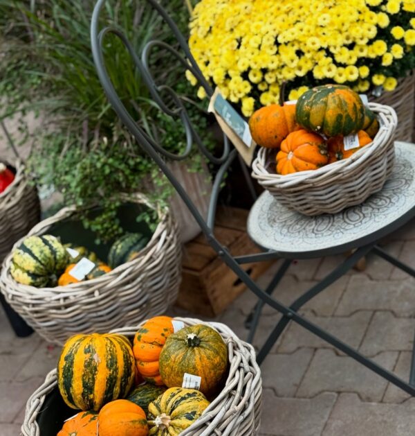 Kõrvits 'Baby Bear' XS 1tk Eestis kasvatatud