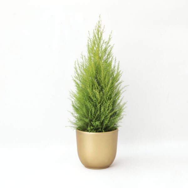 Suureviljaline küpress 'Goldcrest Wilma' P17 püramiid