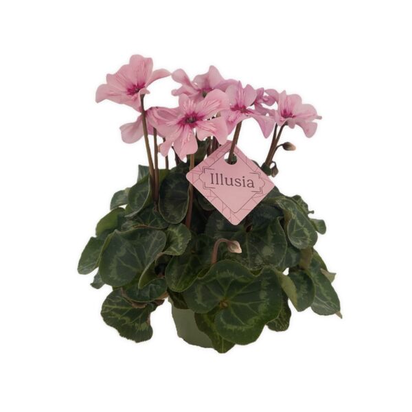 Alpikann 'Illusia' P13