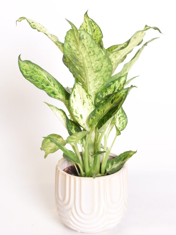 Diifenbahhia 'Amy' P12