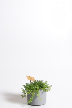 Maadjas piilea P10,5