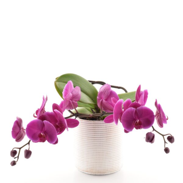 Kuuking P12 2õv kaarel ümbrispotis