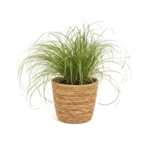 Kassimuru vahelduvalehine lõikhein ‘Zumula’ P12