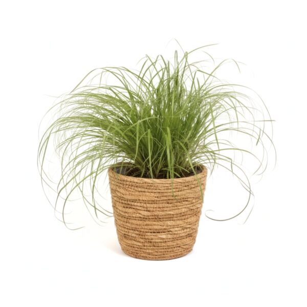 Kassimuru vahelduvalehine lõikhein 'Zumula' P12