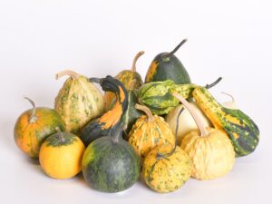 Dekoratiivkõrvits 1tk erinevad Eestis kasvatatud