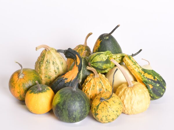 Dekoratiivkõrvits 1tk erinevad Eestis kasvatatud