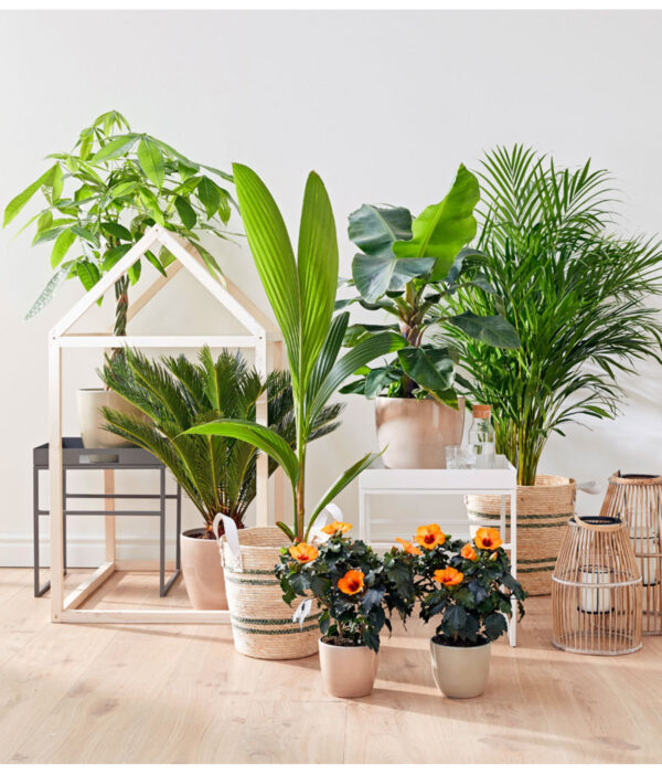 Rahu-palmlehik P21 60cm