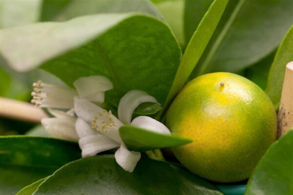 Kalamondiinipuu P12 spaleer