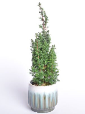 Lõhnav ebaküpress ‘Top Point’ P13