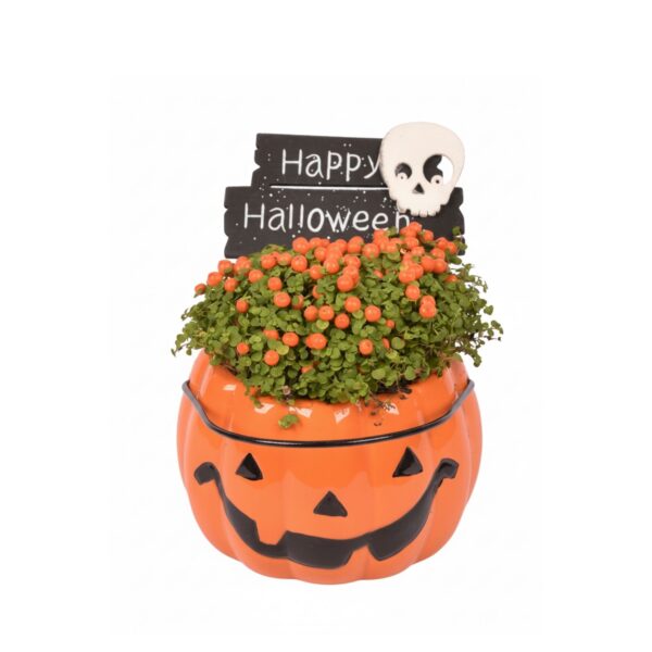 Harilik korallmari 'Astrid' P9 Halloween