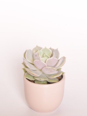 Soomuslehik ‘Lola’ P6