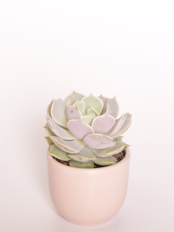 Soomuslehik 'Lola' P6