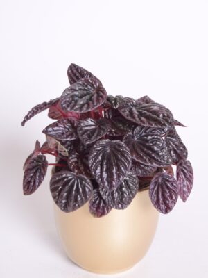 Keerdlehine peperoomia ‘Red Luna’ P11