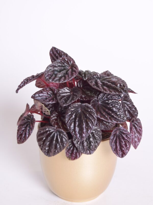 Keerdlehine peperoomia 'Red Luna' P11