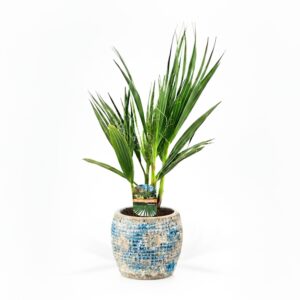 Tugev vašingtooniapalm P14