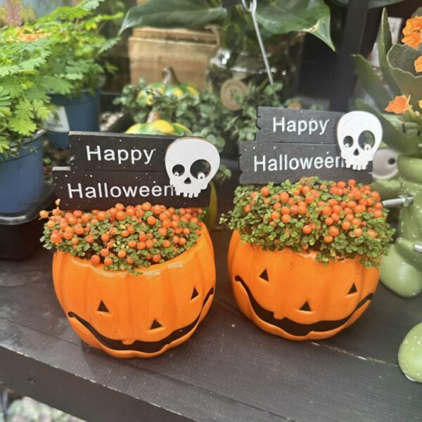 Harilik korallmari 'Astrid' P9 Halloween
