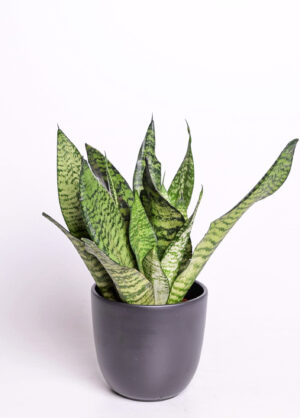 Havisaba P12 erinevad