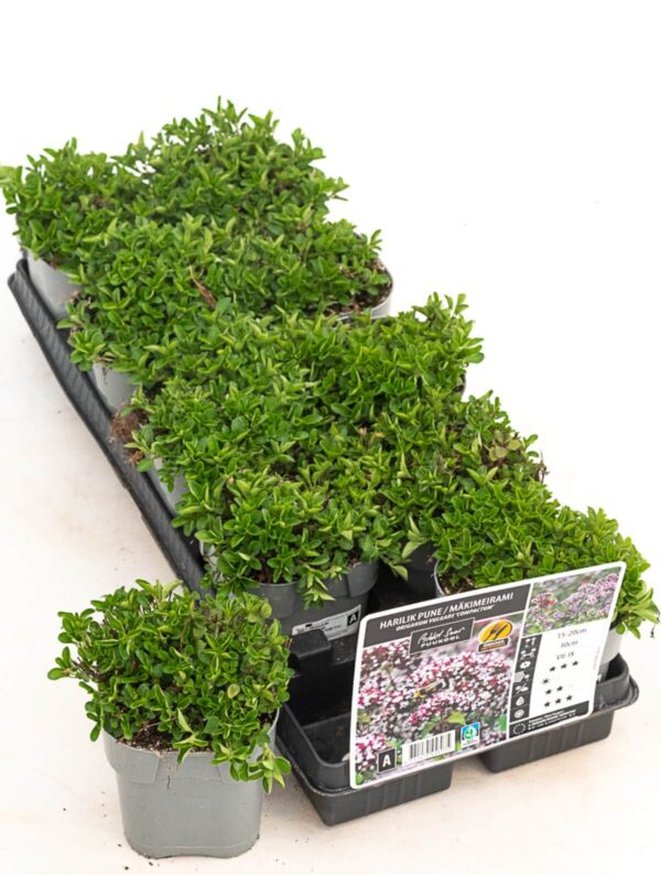 Pune 'Compactum' P12 Eestis kasvatatud