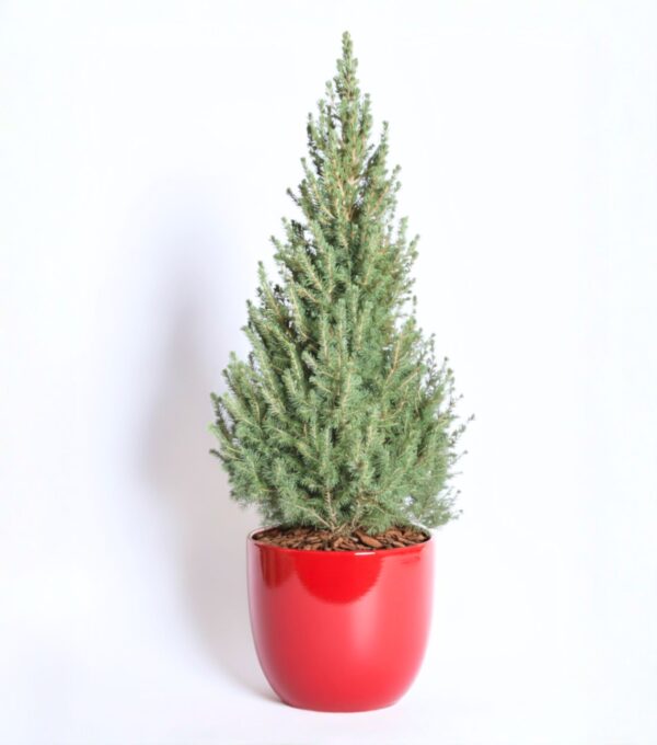 Kanada kuusk 'Conica' P26 90cm