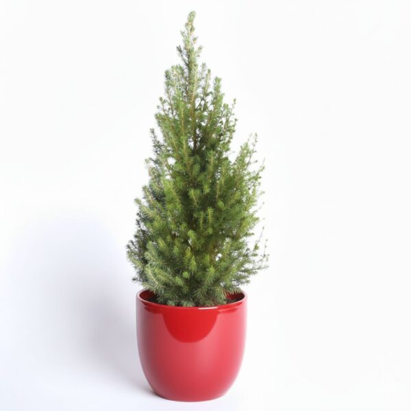 Kanada kuusk 'Perfecta' P23 50cm