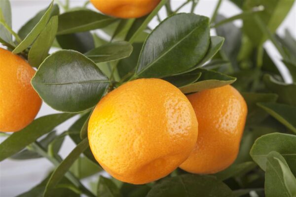 Kalamondiinipuu P12 spaleer