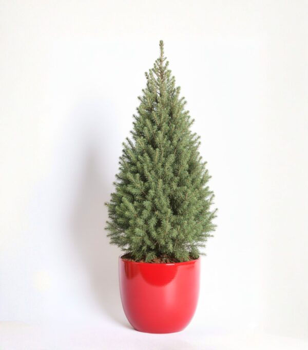 Kanada kuusk 'Conica' P50 110cm