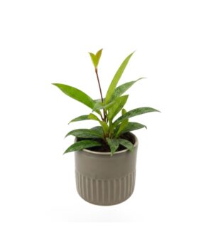 Vahalill ‘Silverspot’ P9