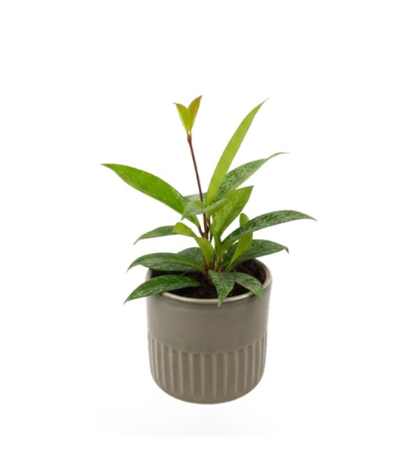 Vahalill 'Silverspot' P9