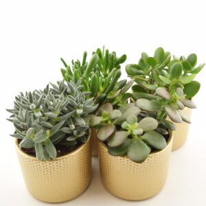 Turdleht P8,5 erinevad