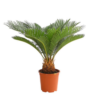 Rahu-palmlehik P21 60cm