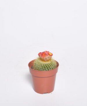 Kuldne parodikaktus P6,5