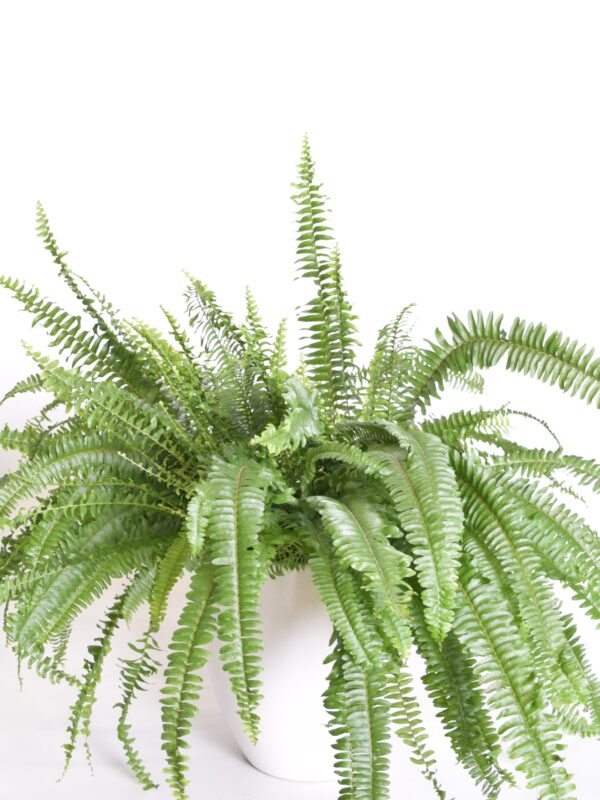 Kõrge nefroleep 'Green Lady' P20 amplis