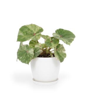 Begoonia ‘Rouge Variegated’ P12