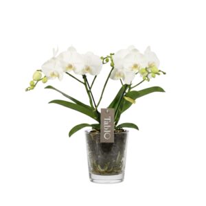 Kuuking ‘Tablo Champagne’ P12 3 õievart