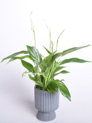 Tõlvlehik ‘Pearl Cupido’ P9