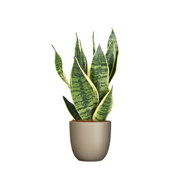 Kolmevöödiline havisaba 'Futura Superba' P12