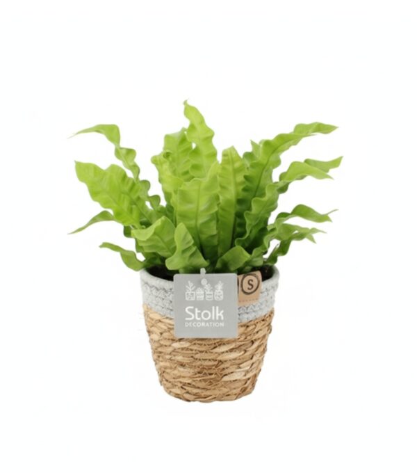 Pesa-raunjalg P13 korvis