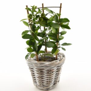 Kalamondiinipuu P12 spaleer