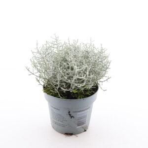 Padipõõsas P10,5/P11