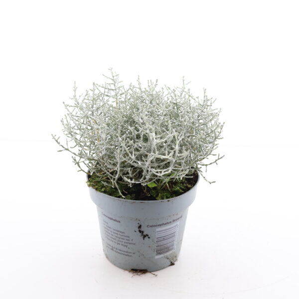 Padipõõsas P10,5/P11