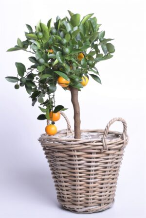 Kalamondiinipuu P21 70cm tüvel