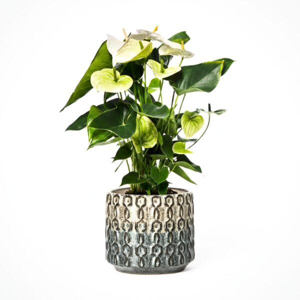 André flamingolill 'Samora' P17 40cm