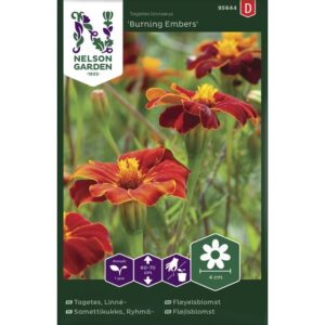 Kõrge peiulill ‘Burning Embers’