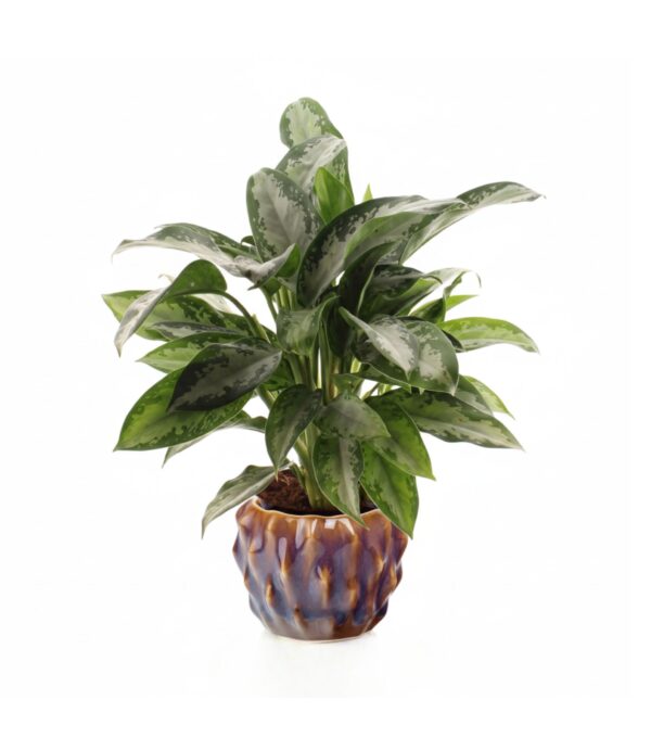 Aglaoneema 'Jubilee Petit' P14 30cm