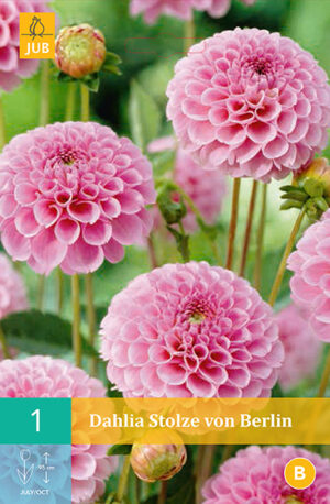 Daalia ‘Stolze Von Berlin’ 1tk