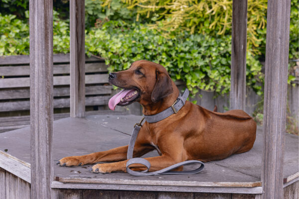 Jalutusrihm Beeztees AX 100x2,5cm hall