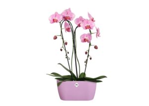 Orhideepott Brussels Duo 25x13x h12cm lilla