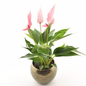 Flamingolill ‘Lilli’ P9 ümbrispotis