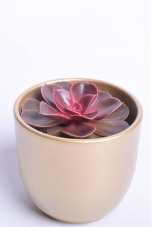 Soomuslehik P11 erinevad