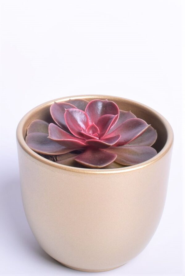 Soomuslehik P11 erinevad